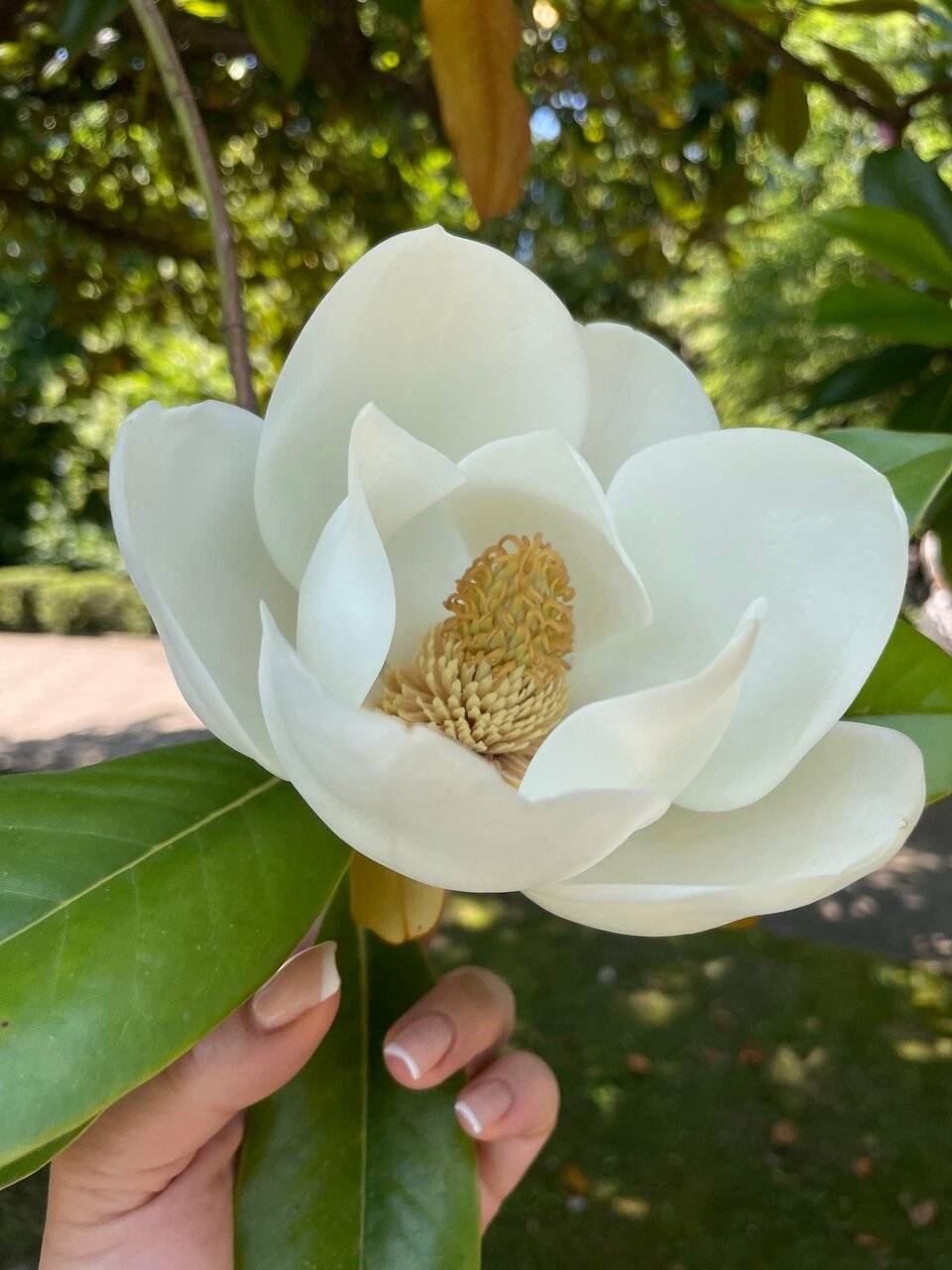 Фото Хостела Магнолия Сочи 92