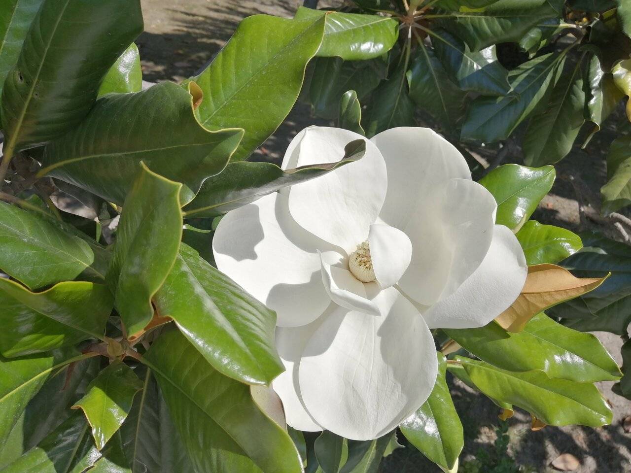 Фото Хостела Магнолия Сочи 14