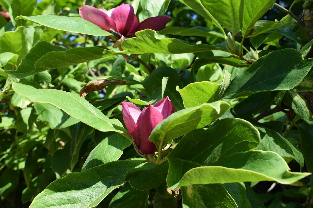 Фото Хостела Магнолия Сочи 170