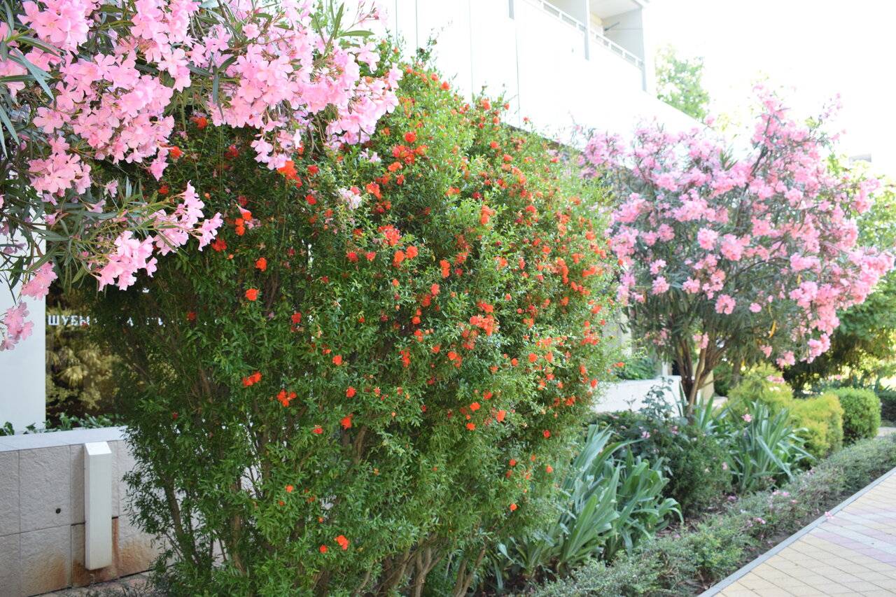 Фото Хостела Магнолия Сочи 24